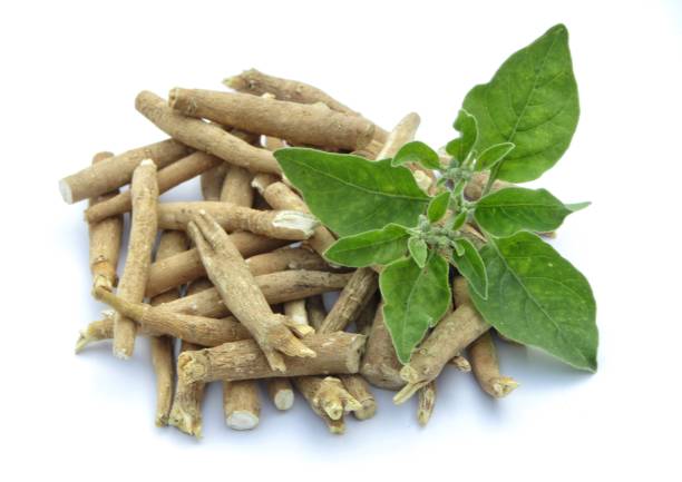 Ashwagandha Can Increase Height