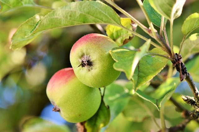 1 Green Apple Nutrition Facts | Free Green Apple Nutrition Information