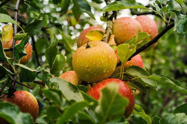 1 Green Apple Calories | Calories in a Small Green Apple