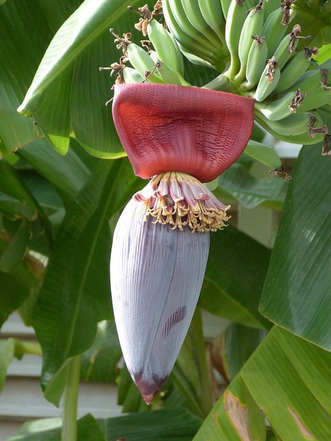 Banana Flower Nutrition Facts | Banana Flower Nutritional Value Per 100g