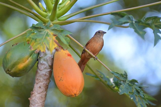 Papaya Calories Per 100g | Best Papaya Nutrition Facts