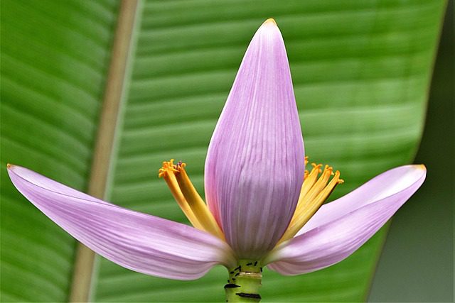 Banana Flower Nutrition Facts | Banana Flower Nutritional Value Per 100g