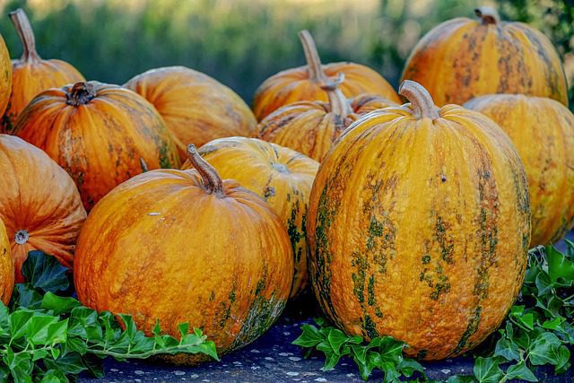 Pumpkin Seed Oil Benefits For Males | Nature Made Pumpkin Seed Oil 