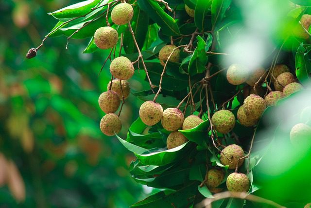 Benefits Of Eating Litchi Fruit | Nutritional Benefits Of Litchi