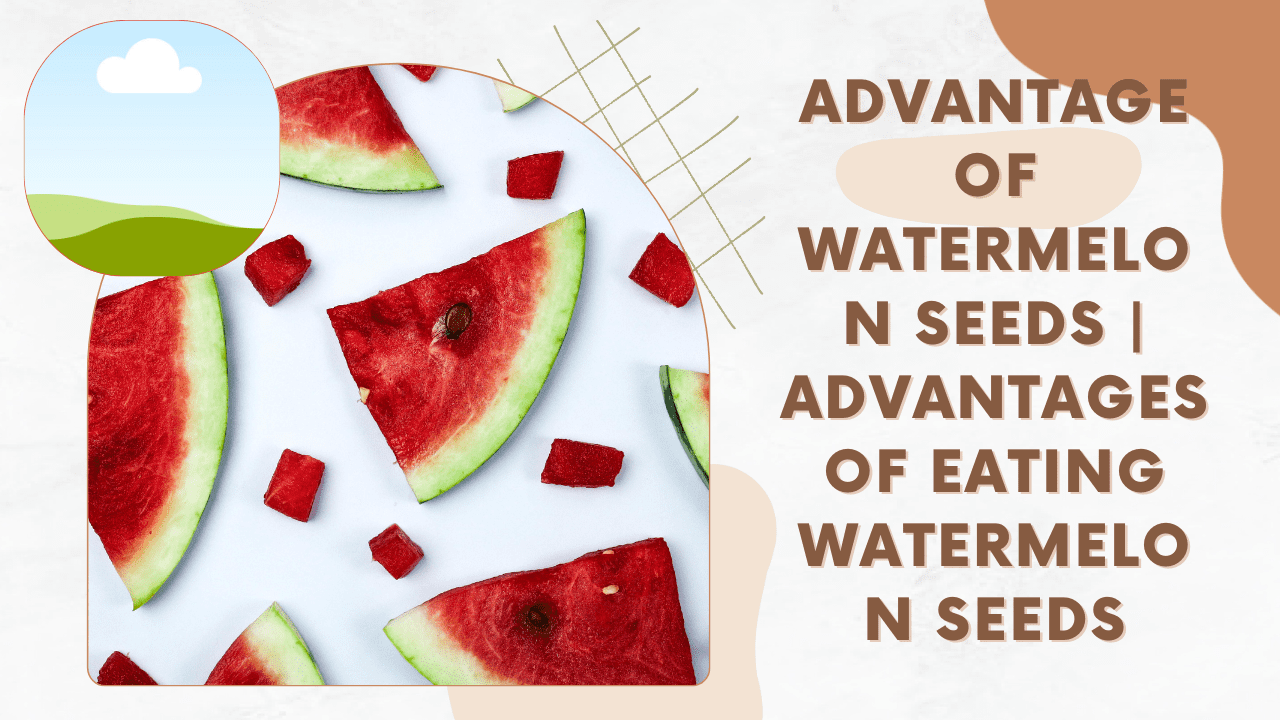 Advantage Of Watermelon Seeds | Advantages Of Eating Watermelon Seeds