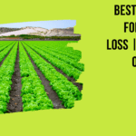 Best Lettuce For Weight Loss | Benefit Of Eating Lettuce