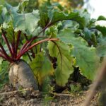 Nutritional Value Of Beetroot Per 100g | Boiled Beets Nutrition Facts