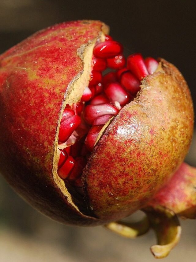 Unlock the power: necessary nutrients in pomegranate