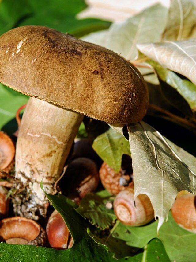 Mushroom Nutrition Facts: Health  & Nutrient Breakdown