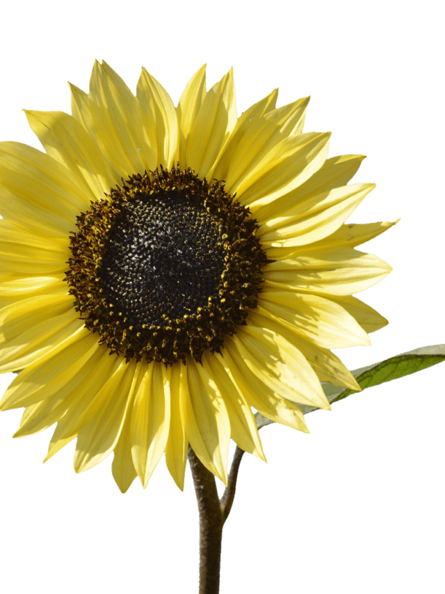 Sunflower Seed Oil: Nutrition Facts & Skin Benefits