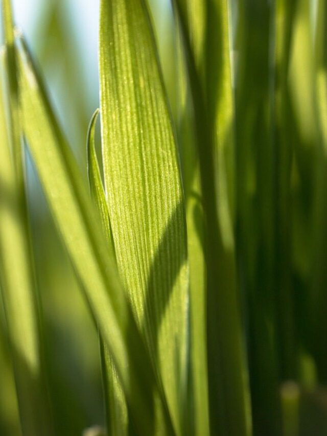 Wheatgrass Juice Nutrition Data: Health Benefits of This Green Elixir