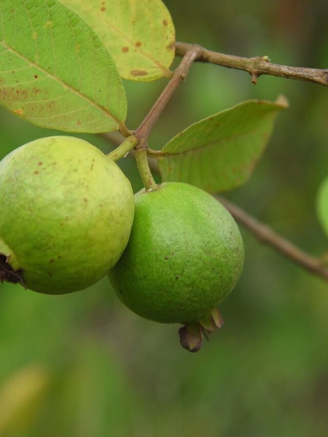 Nutrition of the guava: health benefits and nutritional information